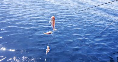 Best Fluorocarbon Leaders For Saltwater