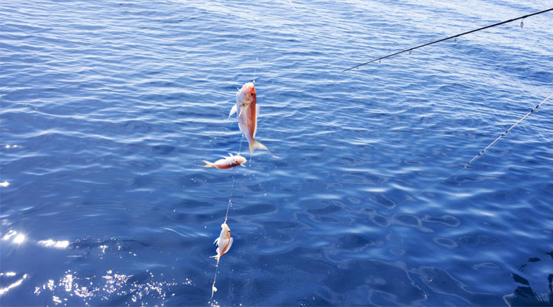 Best Fluorocarbon Leaders For Saltwater