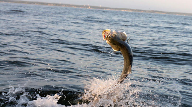 Best Monofilament Fishing Lines For Bass