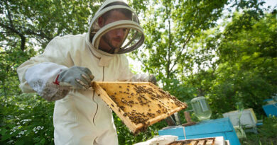 Best Sting Proof Bee Suits