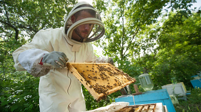 Best Sting Proof Bee Suits