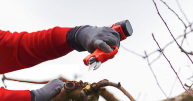 Best Electric Secateurs UK