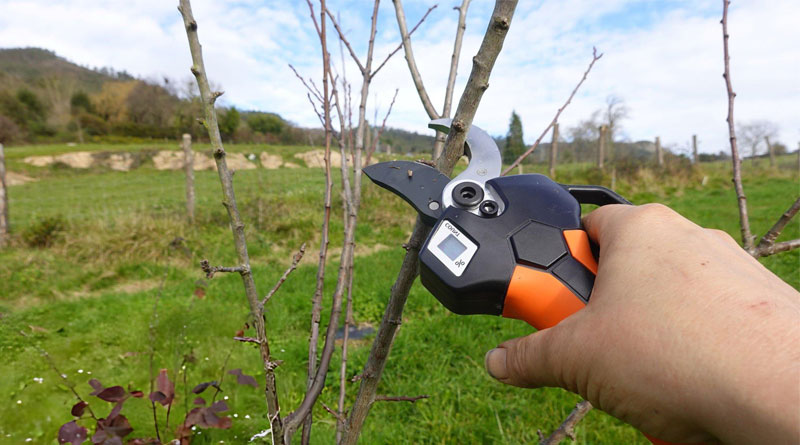 Best Secateurs for Arthritic Hands UK
