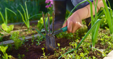 Best Garden Hoes in the UK