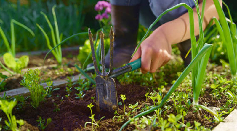 Best Garden Hoes in the UK